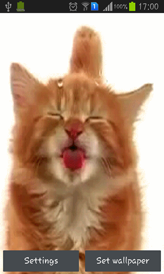 Cat licking screen - скачать живые обои на Андроид 5.0 телефон бесплатно.