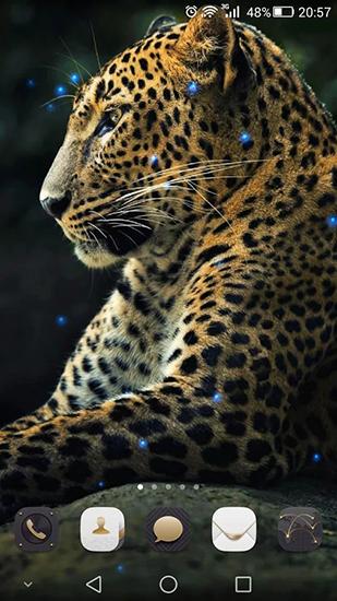 Скачать бесплатные живые обои Животные для Андроид на рабочий стол планшета: Cheetah.
