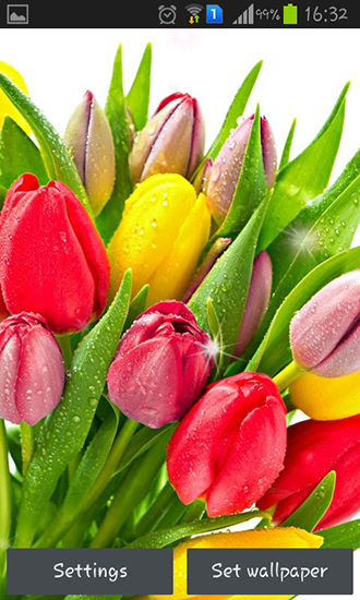 Colorful tulips - скачать живые обои на Андроид 2.2 телефон бесплатно.