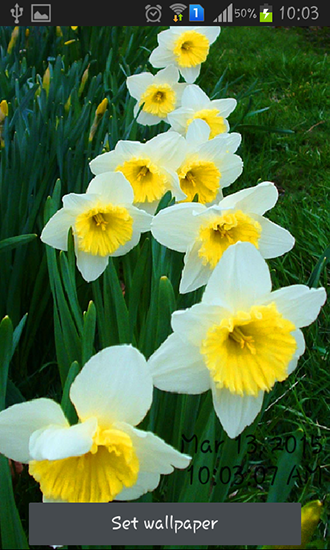 Скачать бесплатные живые обои Цветы для Андроид на рабочий стол планшета: Daffodils.