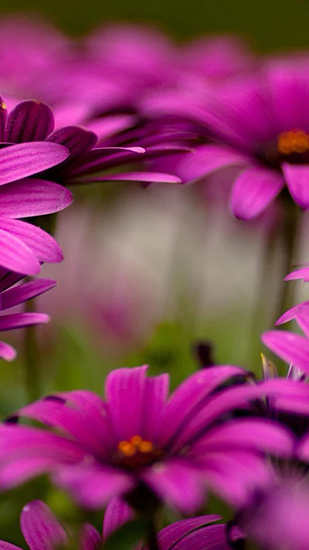 Скачать бесплатные живые обои Цветы для Андроид на рабочий стол планшета: Delicate beauty. Flower.