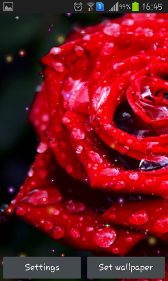 Drops and roses - скачать живые обои на Андроид 4.4.4 телефон бесплатно.