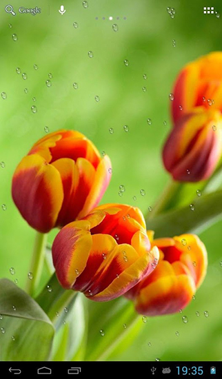 Скачать бесплатные живые обои Интерактивные для Андроид на рабочий стол планшета: Drops on tulips.