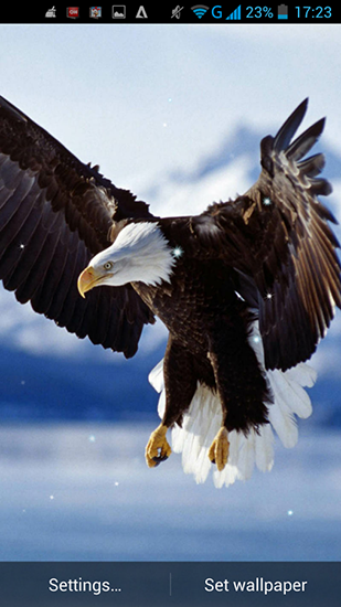 Скачать бесплатно живые обои Eagle на Андроид телефоны и планшеты.
