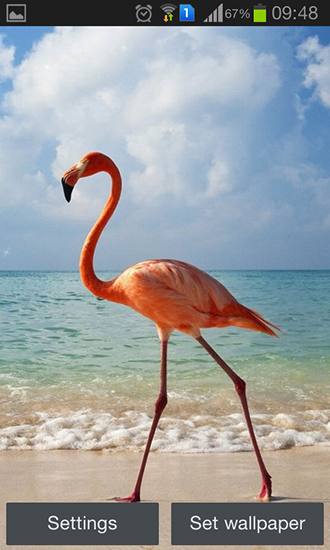 Flamingo - скачать живые обои на Андроид 2.3.7 телефон бесплатно.