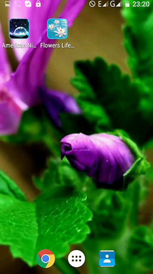Скачать бесплатные живые обои Цветы для Андроид на рабочий стол планшета: Flowers life.