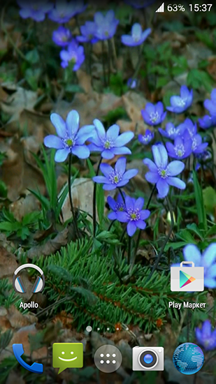Скачать бесплатные живые обои Цветы для Андроид на рабочий стол планшета: Forest flowers.