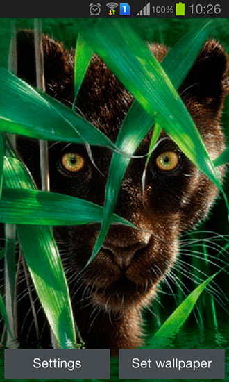 Forest panther - скачать живые обои на Андроид 4.4.2 телефон бесплатно.