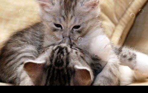 Скачать бесплатные живые обои Животные для Андроид на рабочий стол планшета: Funny cats.