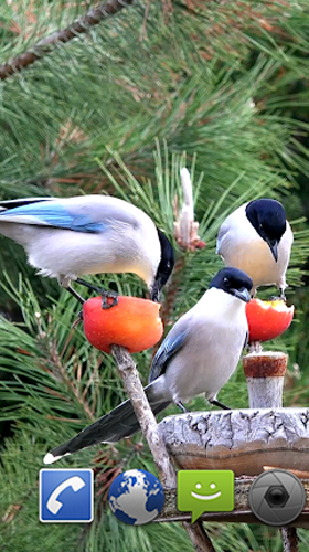 Скачать Garden birds - бесплатные живые обои для Андроида на рабочий стол.