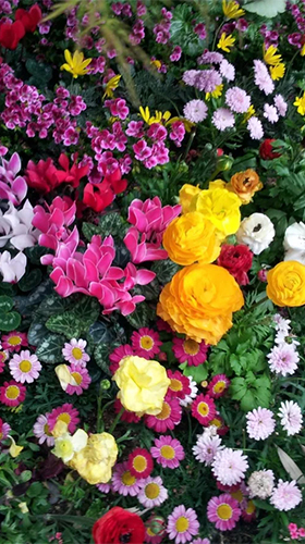 Скачать Garden flowers - бесплатные живые обои для Андроида на рабочий стол.