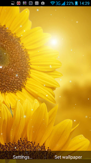 Скачать бесплатно живые обои Golden sunflower на Андроид телефоны и планшеты.