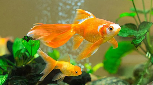 Скачать Goldfish - бесплатные живые обои для Андроида на рабочий стол.