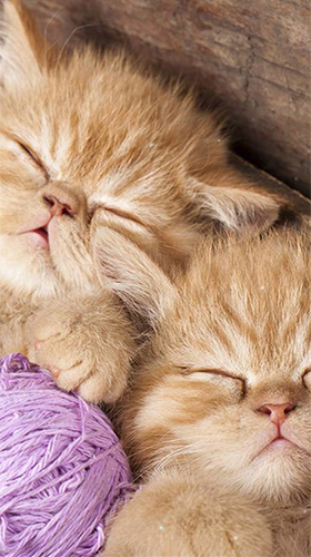 Скачать Kittens by Wallpaper qHD - бесплатные живые обои для Андроида на рабочий стол.