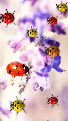 Скачать Ladybugs by 3D HD Moving Live Wallpapers Magic Touch Clocks - бесплатные живые обои для Андроида на рабочий стол.