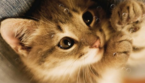 Скачать бесплатные живые обои Животные для Андроид на рабочий стол планшета: Lazy cat.