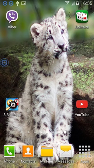 Скачать бесплатно живые обои Leopards: shake and change на Андроид телефоны и планшеты.