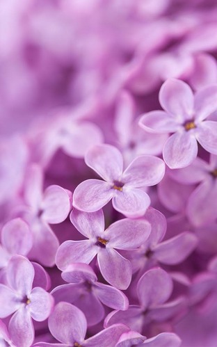 Скачать бесплатные живые обои для Андроид на рабочий стол планшета: Lilac flowers.