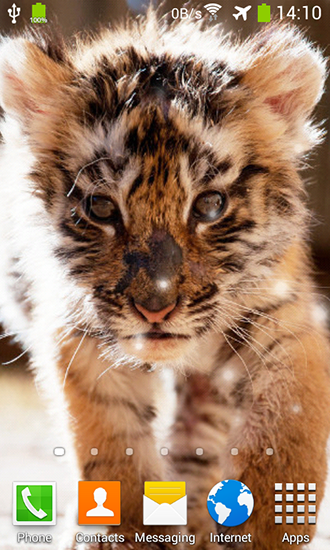 Скачать бесплатные живые обои Животные для Андроид на рабочий стол планшета: Little tiger.