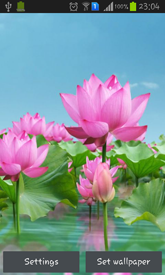 Lotus pond - скачать живые обои на Андроид 5.0 телефон бесплатно.
