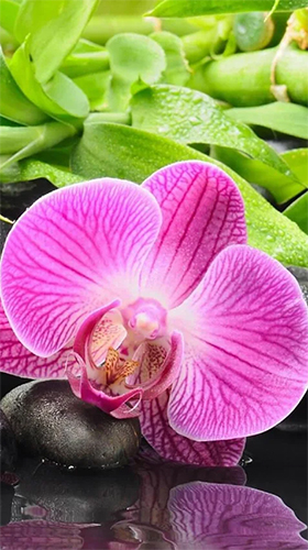 Скачать Orchid by Art LWP - бесплатные живые обои для Андроида на рабочий стол.