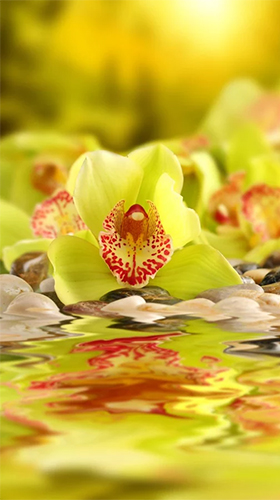 Скачать Orchid by Creative Factory Wallpapers - бесплатные живые обои для Андроида на рабочий стол.