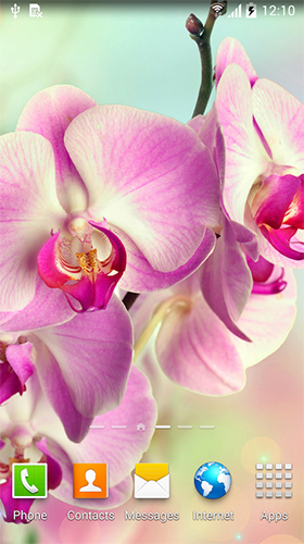 Скачать Orchids by BlackBird Wallpapers - бесплатные живые обои для Андроида на рабочий стол.