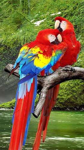 Скачать Parrot by Live Animals APPS - бесплатные живые обои для Андроида на рабочий стол.