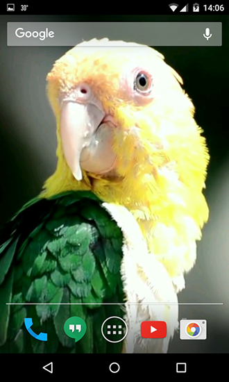 Скачать бесплатные живые обои Животные для Андроид на рабочий стол планшета: Parrots.