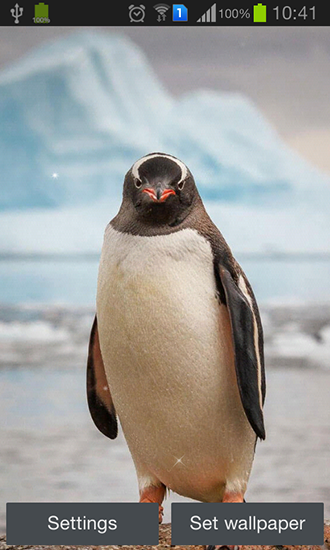 Скачать бесплатные живые обои Животные для Андроид на рабочий стол планшета: Penguin.