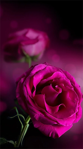 Скачать Pink rose - бесплатные живые обои для Андроида на рабочий стол.