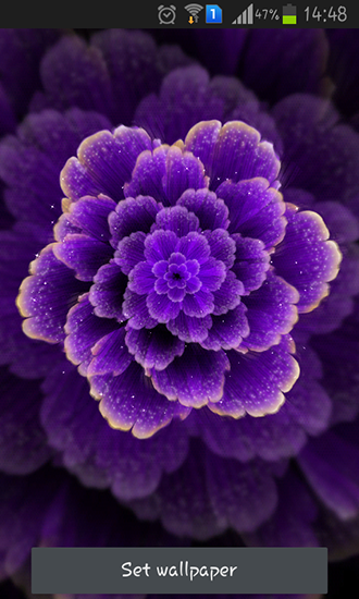 Purple flower - скачать живые обои на Андроид 1.5 телефон бесплатно.