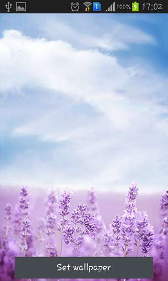 Скачать бесплатные живые обои Пейзаж для Андроид на рабочий стол планшета: Purple lavender.