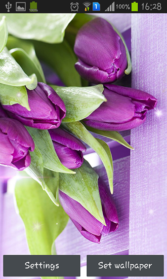 Скачать бесплатные живые обои для Андроид на рабочий стол планшета: Purple tulips.