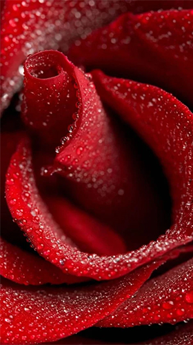 Скачать Red rose by HQ Awesome Live Wallpaper - бесплатные живые обои для Андроида на рабочий стол.