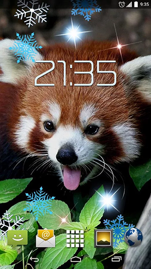 Скачать бесплатно живые обои Red panda на Андроид телефоны и планшеты.