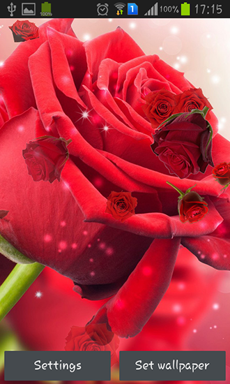 Скачать бесплатные живые обои Цветы для Андроид на рабочий стол планшета: Red rose.