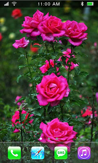 Roses: Paradise garden - скачать живые обои на Андроид 4.0.4 телефон бесплатно.