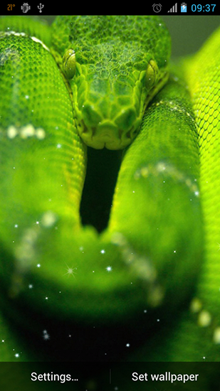 Скачать бесплатные живые обои Животные для Андроид на рабочий стол планшета: Snake.
