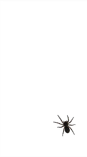 Скачать Spider by villeHugh - бесплатные живые обои для Андроида на рабочий стол.