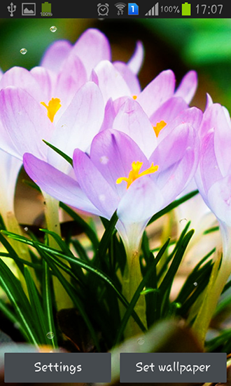 Скачать бесплатные живые обои Цветы для Андроид на рабочий стол планшета: Spring flowers: Rain.