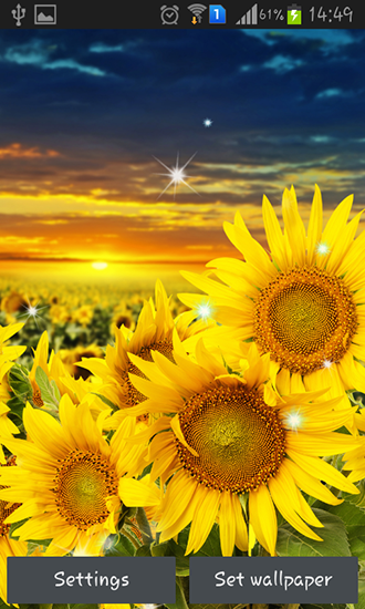 Скачать бесплатные живые обои Цветы для Андроид на рабочий стол планшета: Sunflower by Creative factory wallpapers.
