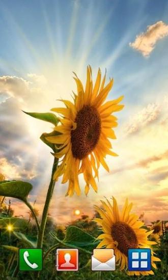 Скачать бесплатные живые обои Растения для Андроид на рабочий стол планшета: Sunflower sunset.