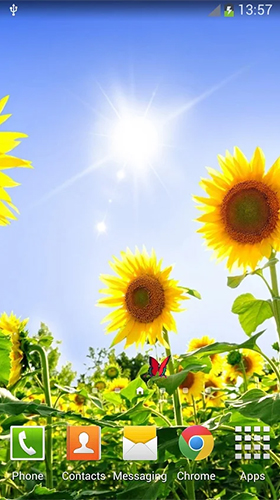 Скачать Sunflowers - бесплатные живые обои для Андроида на рабочий стол.