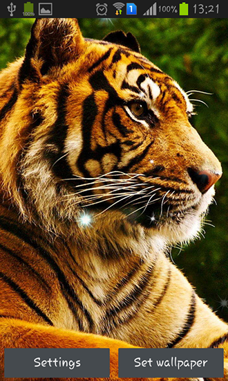 Tigers - скачать живые обои на Андроид 5.1.1 телефон бесплатно.