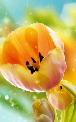 Скачать бесплатные живые обои для Андроид на рабочий стол планшета: Tulips.