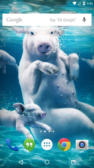 Скачать бесплатные живые обои Животные для Андроид на рабочий стол планшета: Underwater animals.