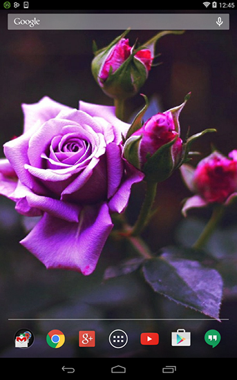 Скачать бесплатные живые обои Цветы для Андроид на рабочий стол планшета: Violet rose.