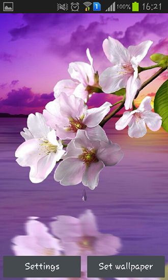 Скачать бесплатные живые обои Цветы для Андроид на рабочий стол планшета: Water drop: Flowers and leaves.