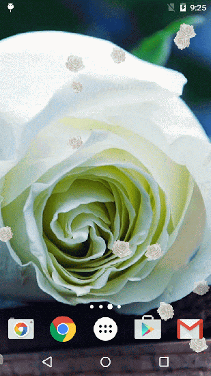 White rose - скачать живые обои на Андроид 4.4.2 телефон бесплатно.